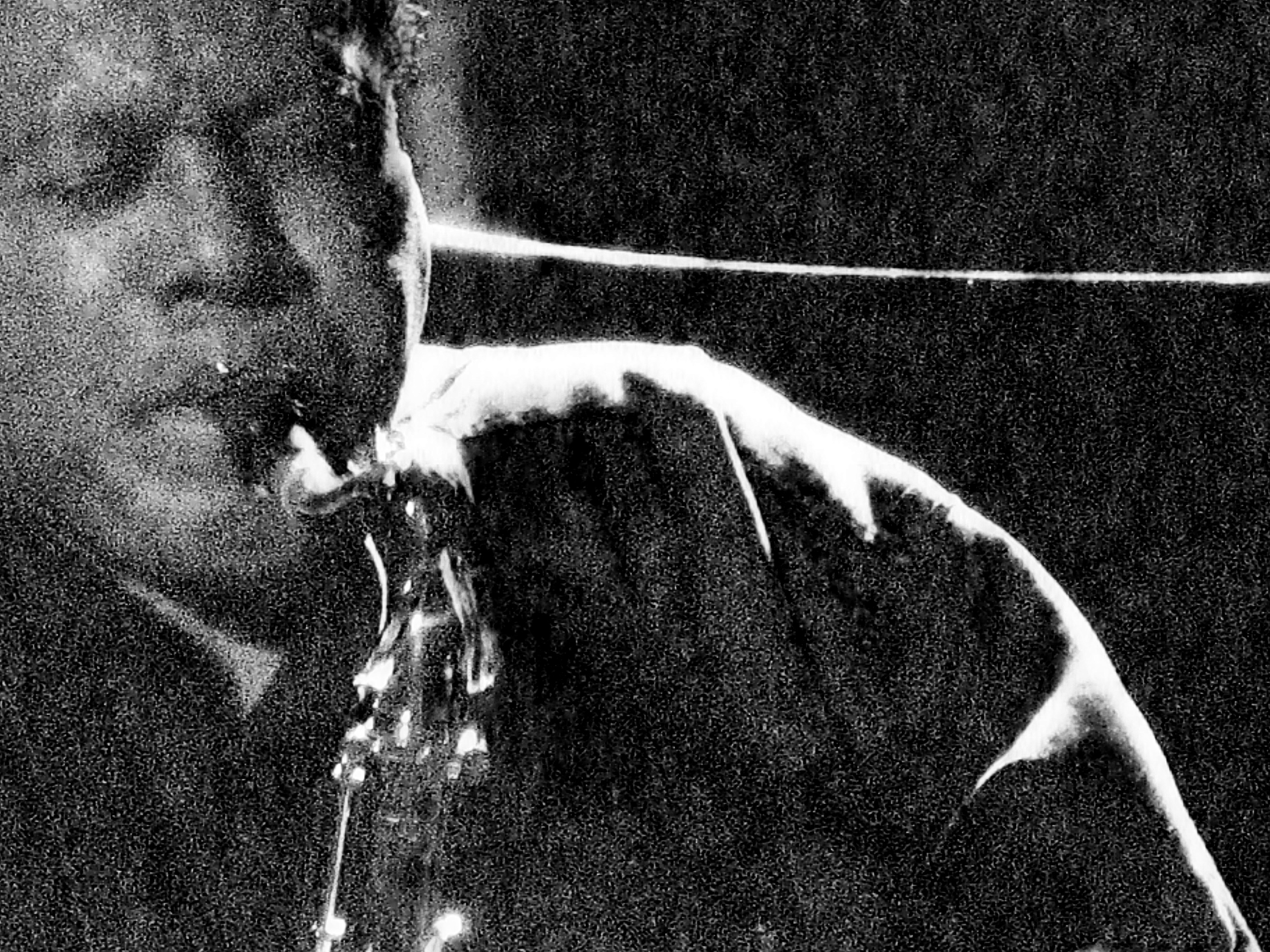 2008 Wayne Shorter